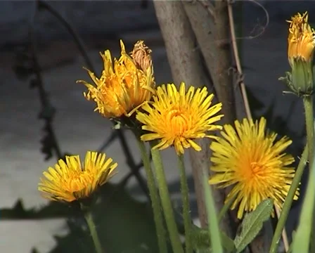 PAL Dandelion flowers Video stock 910593