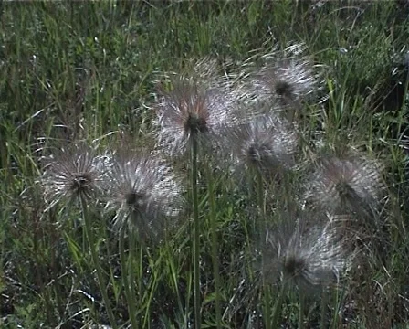 PAL Dandelion flowers Video stock 910594