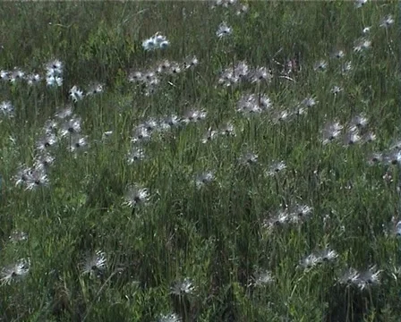 PAL Dandelions in the meadow Vidéo 914410