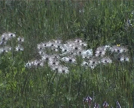PAL Dandelions in the meadow Видео 914419