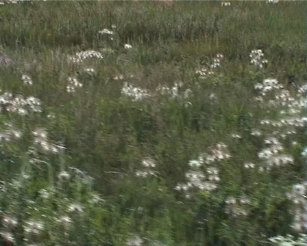 PAL Dandelions in the meadow 動画素材 914426