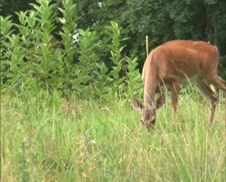 PAL: Deer grazing Stock Footage 153651
