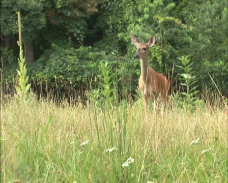 PAL: Deer grazing Stock Footage 153652