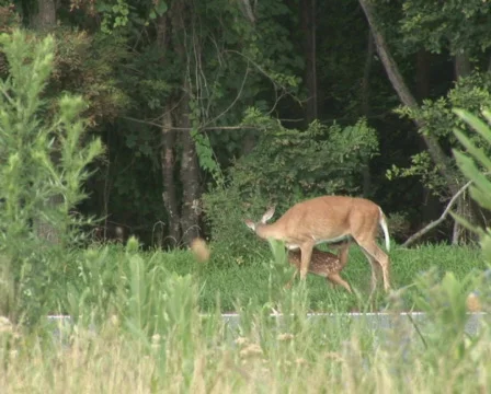 PAL: Deer grazing Stock Footage 153653