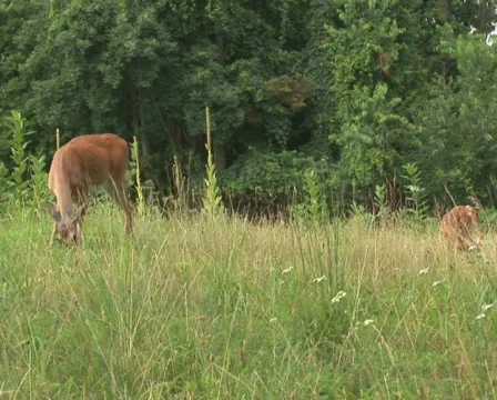 PAL: Deer grazing Stock Footage 153677