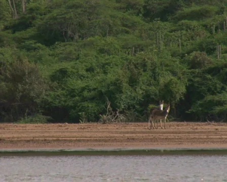 PAL: Donkey Stock Footage 358053