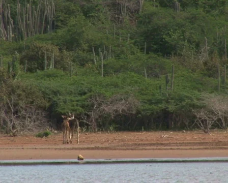 PAL: Donkey Stock Footage 358059