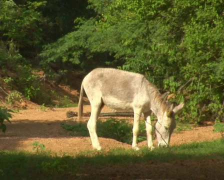 PAL: Donkey Stock Footage 358083