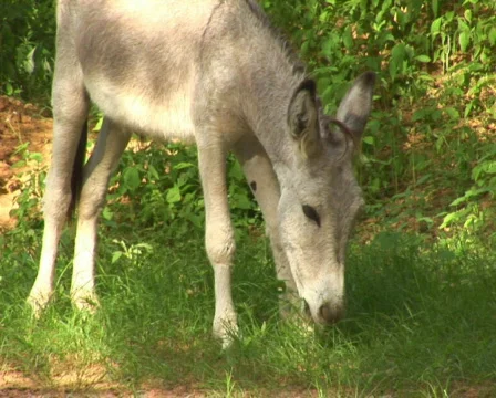 PAL: Donkey Stock Footage 358086