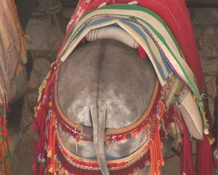 PAL: Donkey Video stock 590492