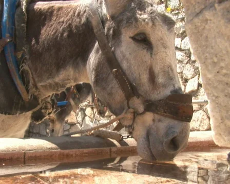 PAL: Donkey Video stock 590500