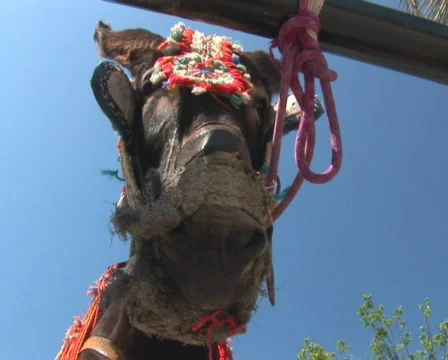 PAL: Donkey Stock Footage 590507