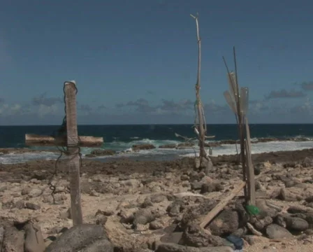PAL: Driftwood Stock Footage 349390