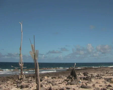 PAL: Driftwood Stock Footage 349393