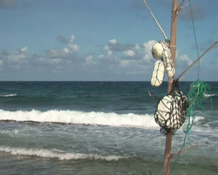 PAL: Driftwood Stock Footage 355581