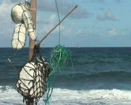 PAL: Driftwood Stock Footage 355583