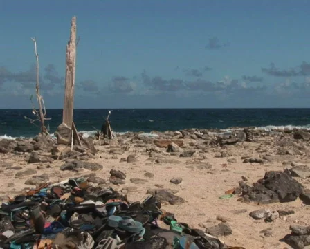 PAL: Driftwood Stock Footage 355651