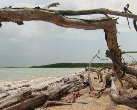 PAL: Driftwood Stock Footage 358118