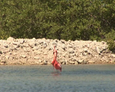 PAL: Flamingo's Stock Footage 349356
