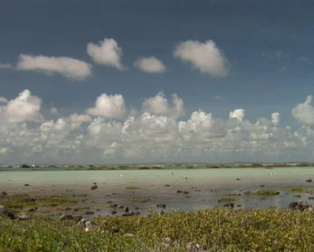 PAL: Flamingo's Stock Footage 355607