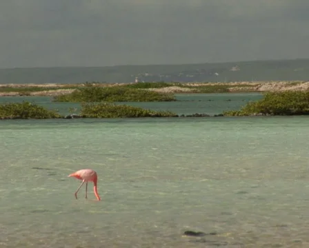 PAL: Flamingo's Stock Footage 355609
