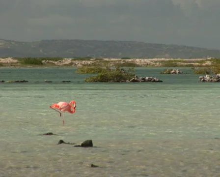 PAL: Flamingo's Stock Footage 355610