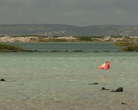 PAL: Flamingo's Stock Footage 355614