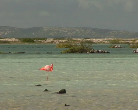 PAL: Flamingo's Stock Footage 355617