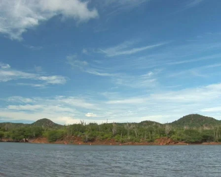 PAL: Flamingo's Stock Footage 358039