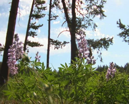 PAL: Flower - low angle Stock Footage 154101