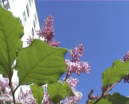 PAL Flowers, branches and leafs of lilac swaying in the wind 動画素材 914384
