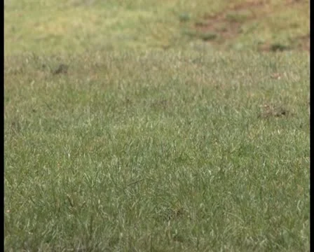 PAL Golfing 31 Stock-Footage 11337089