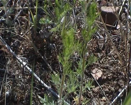 PAL Grass swaying in the wind Video stock 910607