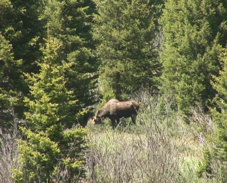 PAL: Moose  Stock Footage 153921