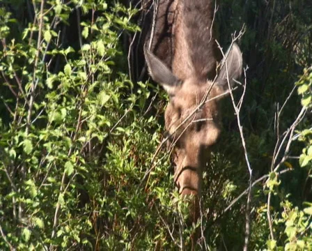PAL: Moose  Stock Footage 153931