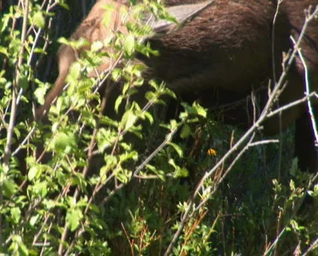 PAL: Moose  Stock Footage 153932