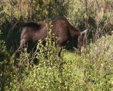 PAL: Moose  Stock Footage 153936