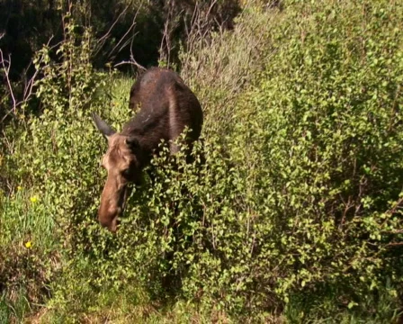 PAL: Moose  Stock Footage 153939