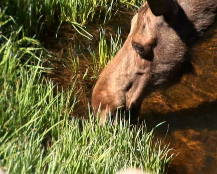 PAL: Moose  Stock Footage 153941