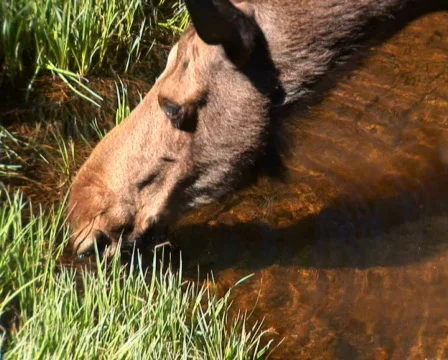PAL: Moose  Stock Footage 153942
