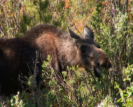 PAL: Moose  Stock Footage 153945