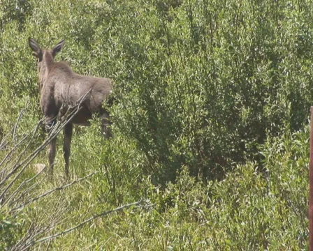 PAL: Moose  Stock Footage 302757
