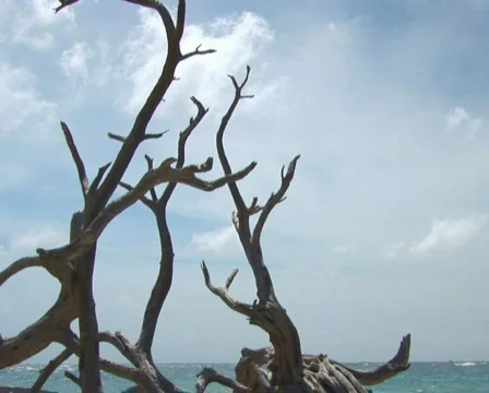 PAL: Old driftwood tree Stock Footage 355925