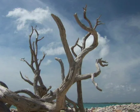PAL: Old driftwood tree Stock Footage 355926