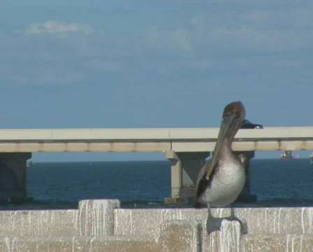 PAL: Pelican on bridge Stock Footage 363981