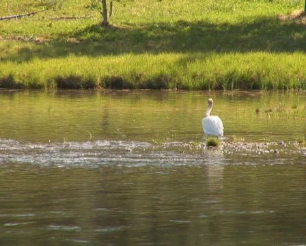 PAL: Pelican Stock Footage 154095