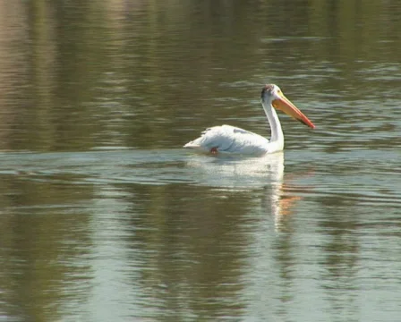 PAL: Pelican Stock Footage 154118