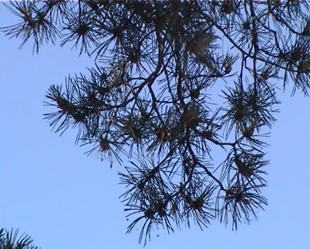 PAL Pine branches swaying against blue sky 動画素材 914480