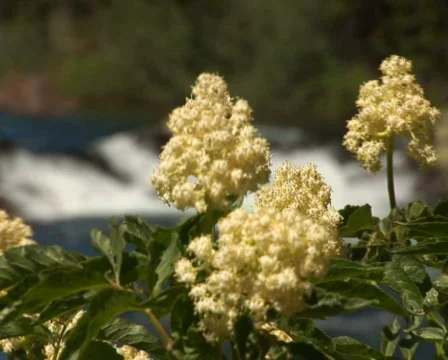 PAL: Rocky Mountains Stock Footage 302783