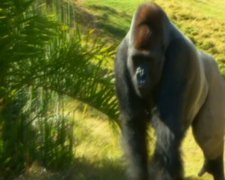 Pal s d g1 Stock Footage 698338